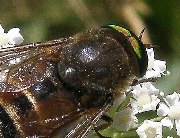 Alpi Marittime: 23. Philipomyia aprica (Tabanidae)